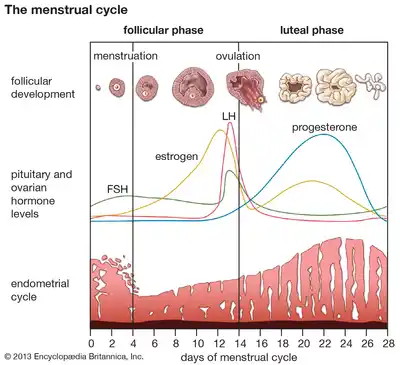 Diagram showing phases of the menstrual cycle with hormonal changes including estrogen, progesterone, ovulation, and uterine lining growth